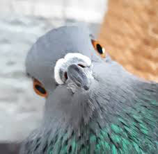 eine Taube, die durch das Fenster schaut